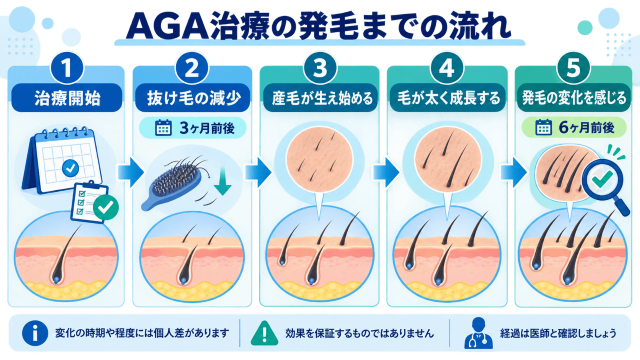 AGA治療の発毛までの流れ