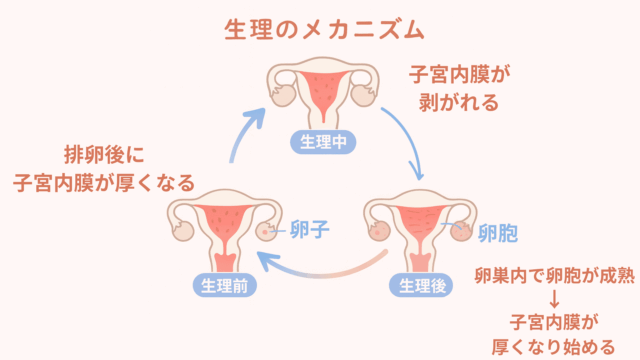 生理 早く終わらせる「生理の仕組み」