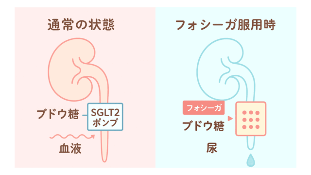 フォシーガの作用