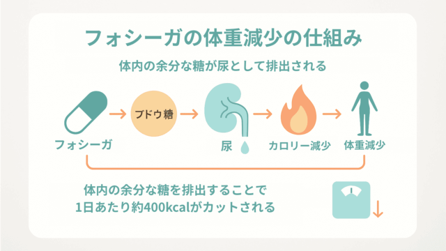 フォシーガ ダイエット仕組み
