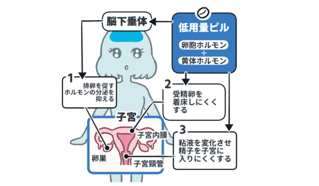 ピルが避妊に効果的な理由