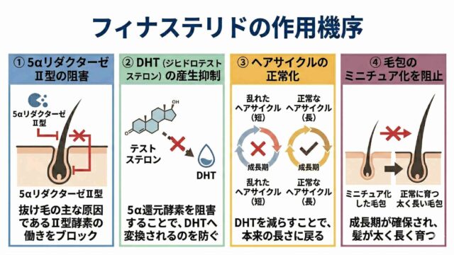 フィナステリドの作用機序