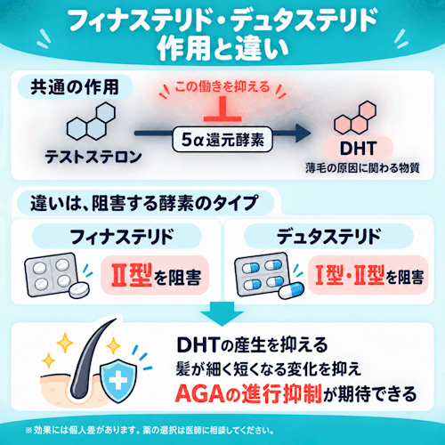 フィナステリドとデュタステリドの効果・作用機序の違い