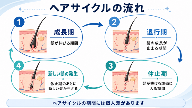 ヘアサイクルの流れ