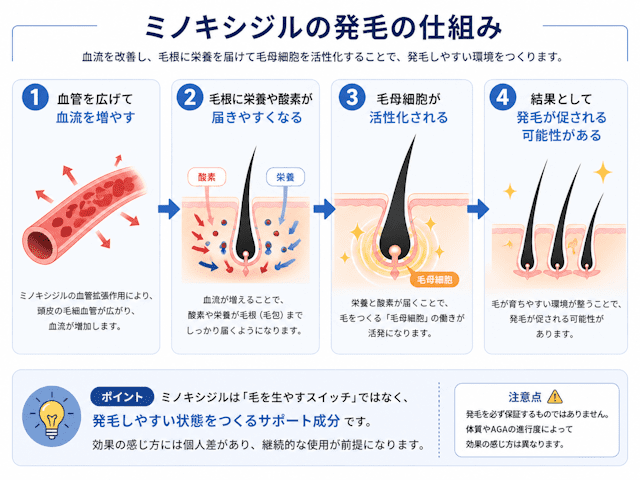 ミノキシジルの仕組み
