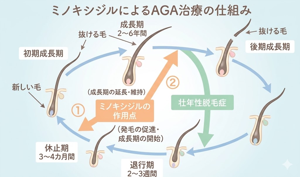 aga 初期脱毛 ひどい‗ミノキシジルの作用