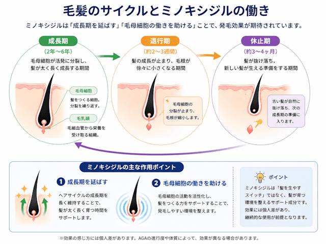 ミノキシジルの働きと毛髪サイクル