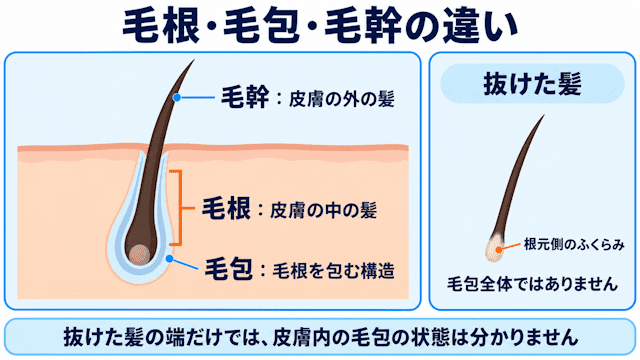 毛根・毛包・毛幹の違い